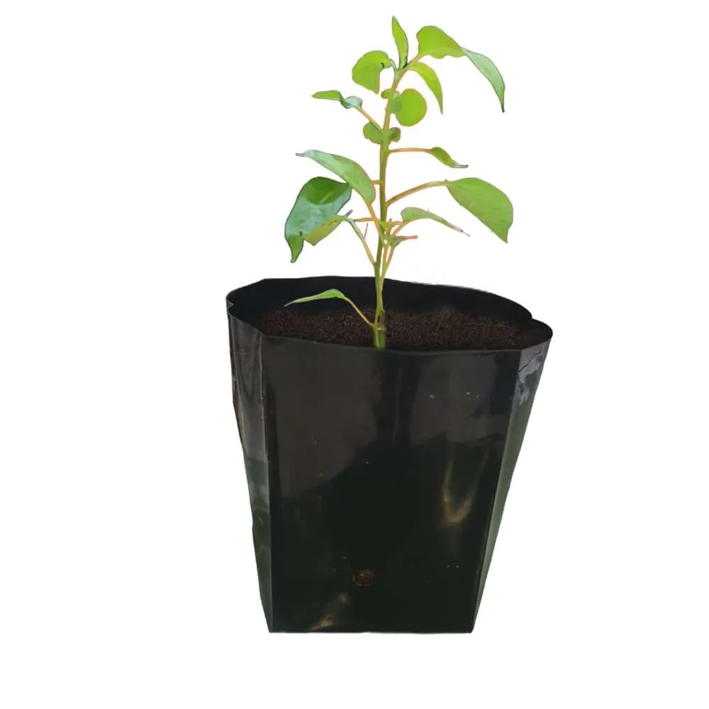Chilly (Little Claw) Seedling