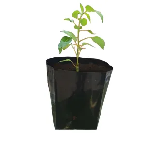 Chilly (Little Claw) Seedling