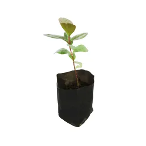 Guava (Thailand) Seedling